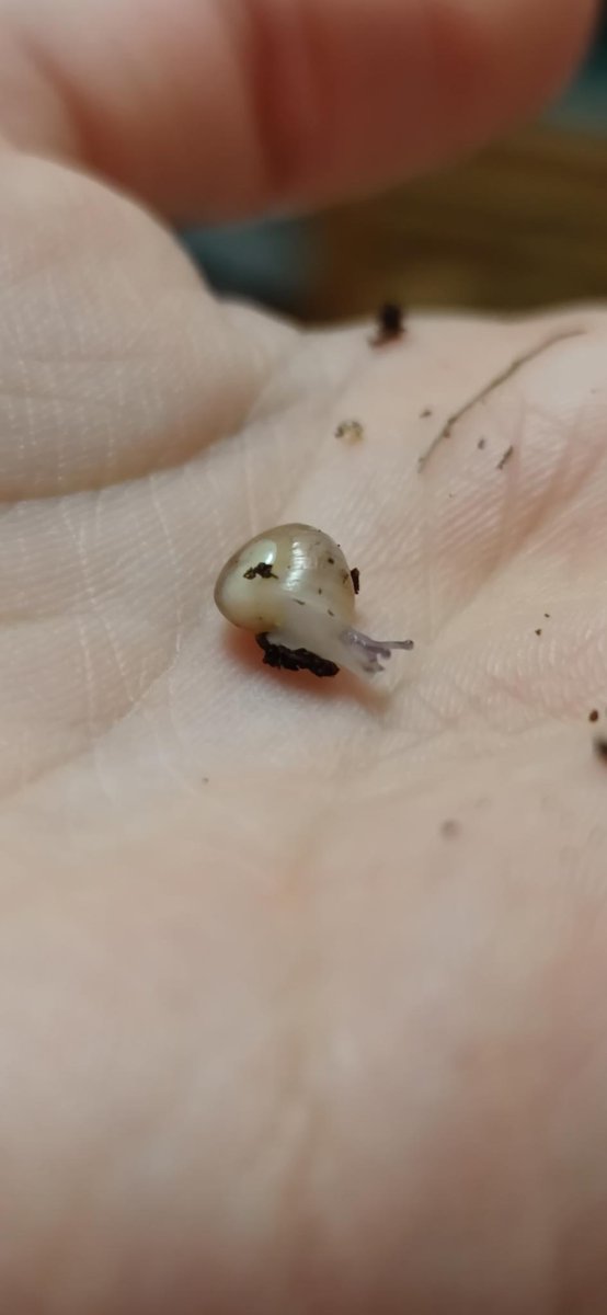 snailsangels's tweet photo. Welcome to the world #snail #burgundysnail #baby https://t.co/tY0LY5IXqj