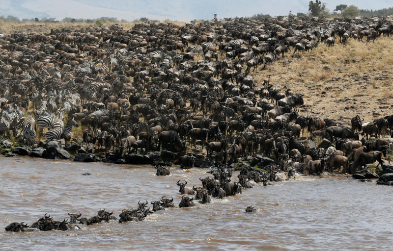 Какие животные мигрируют. Миграция антилоп Серенгети.