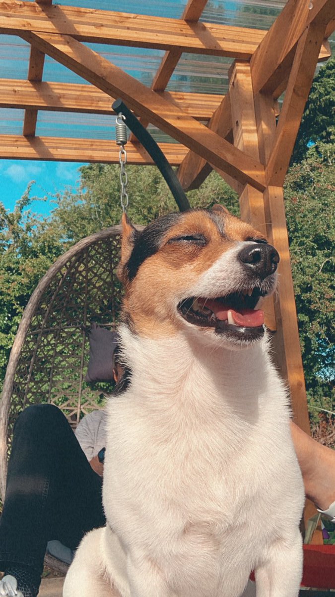 Tara_D9's tweet photo. Bitta wholesome doggo content https://t.co/hpsfBLVRB7
