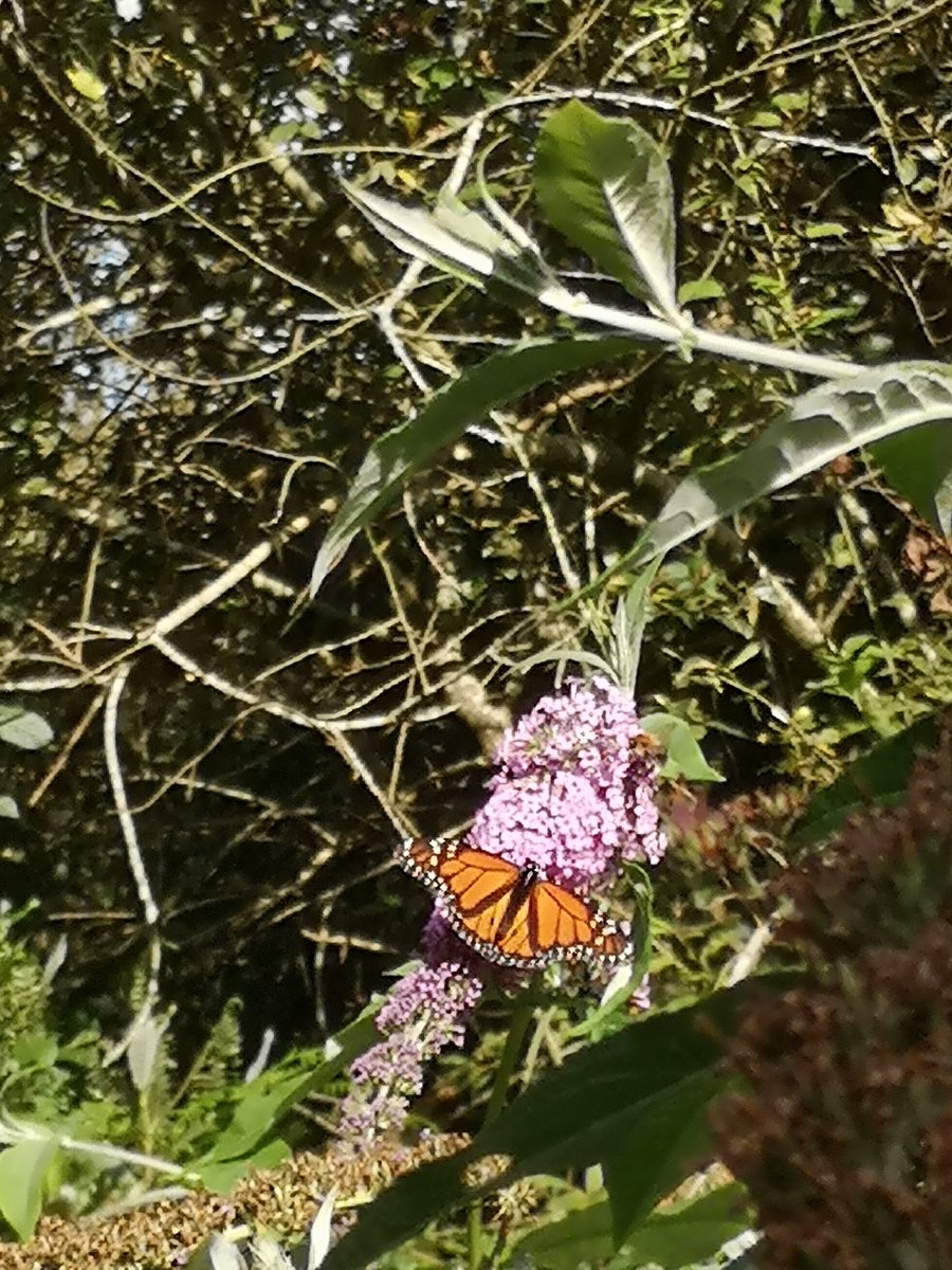 mike1osull's tweet image. Decided to have a quick look at the buddlia while on my way to the house, pleasant surprise to see a Monarch here in County Cork. @Irishwildlife @BioDataCentre @MigrantMothUK