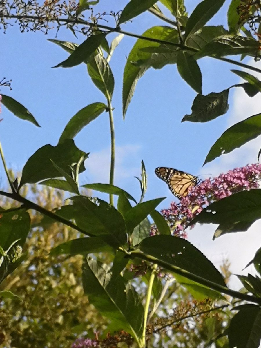 Mike O'Sullivan (@mike1osull) on Twitter photo Decided to have a quick look at the buddlia while on my way to the house, pleasant surprise to see a Monarch here in County Cork. <a href="/Irishwildlife/">Irish Wildlife Trust</a> <a href="/BioDataCentre/">Biodiversity Ireland</a> <a href="/MigrantMothUK/">Migrant Lepidoptera</a> Decided to have a quick look at the buddlia while on my way to the house, pleasant surprise to see a Monarch here in County Cork. <a href="/Irishwildlife/">Irish Wildlife Trust</a> <a href="/BioDataCentre/">Biodiversity Ireland</a> <a href="/MigrantMothUK/">Migrant Lepidoptera</a>