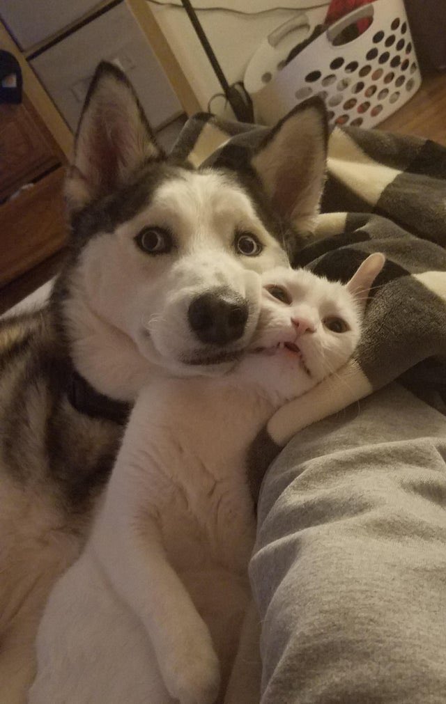 Out Of Context Animals (@cntxtanimai) on Twitter photo 