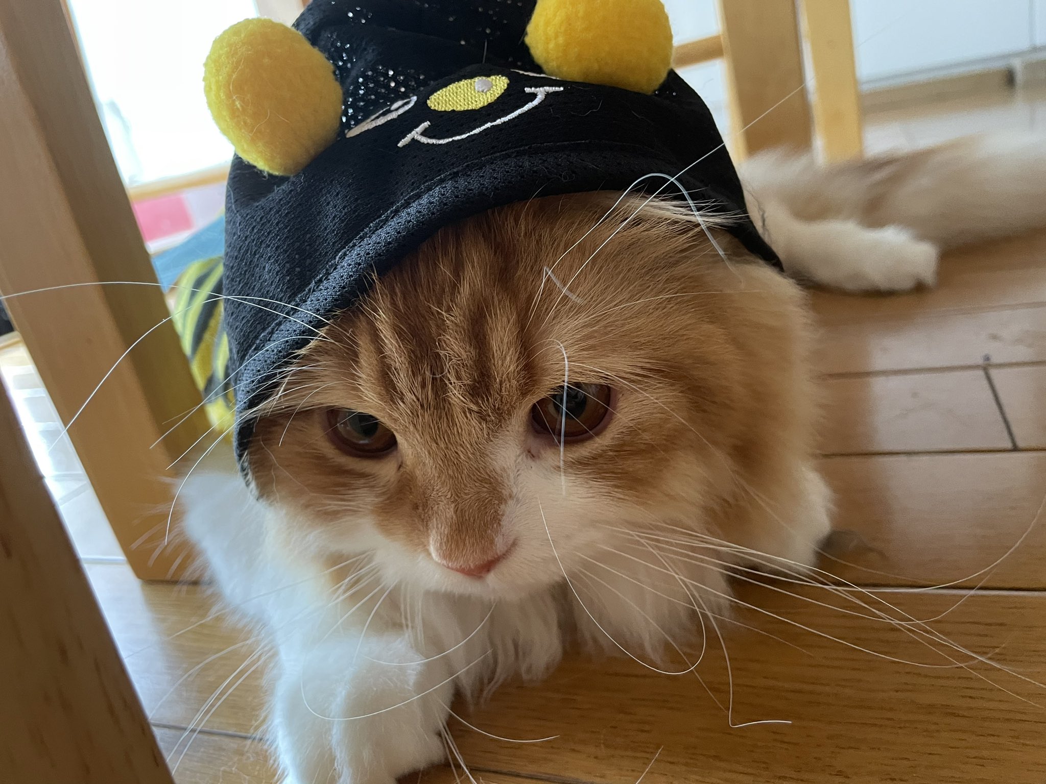 さむにゃん Twitter Search Twitter