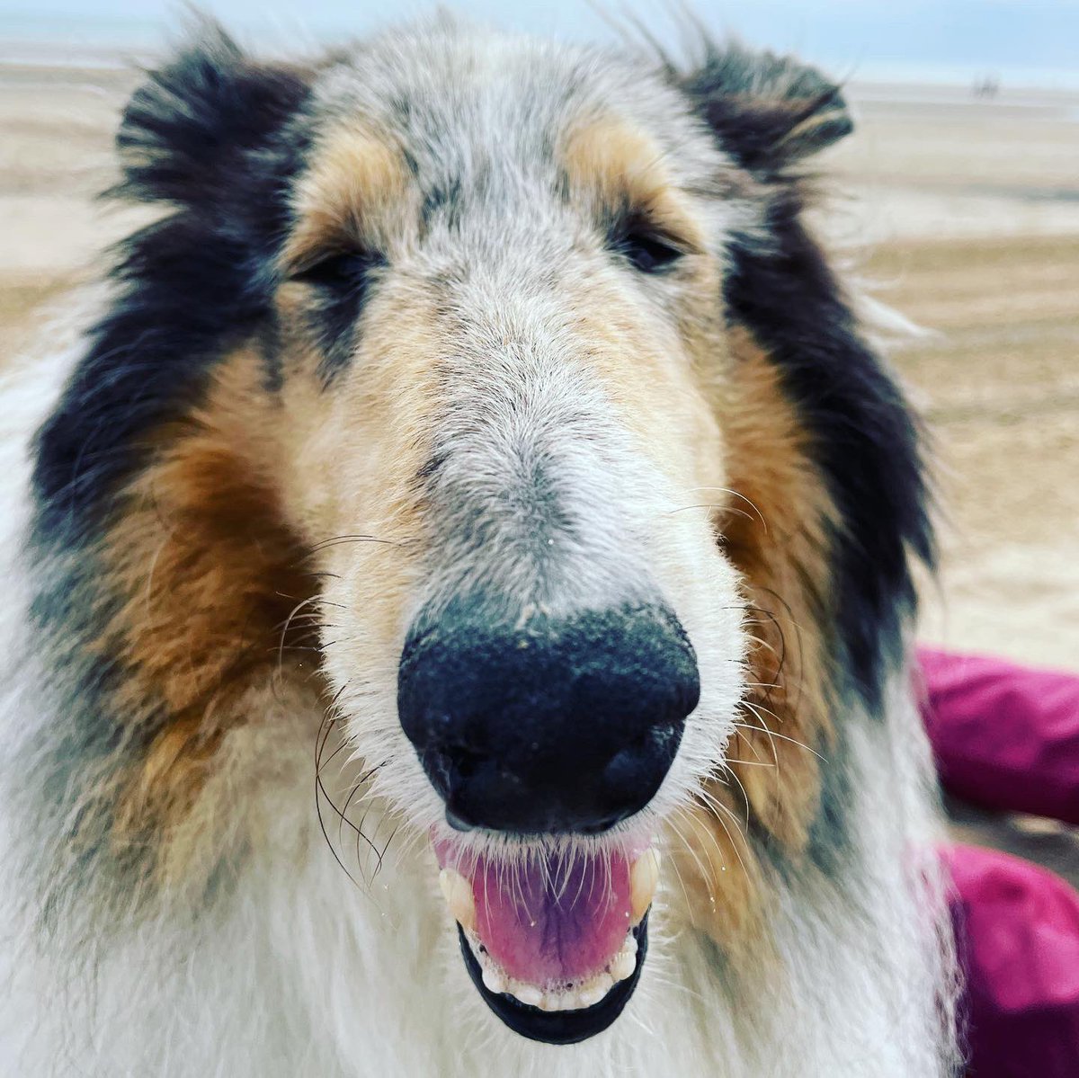 The Hound tweet media