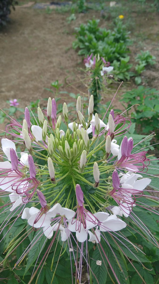 はなゆみ V Twitter おはようございます 台風の後 ちょっと 涼しくなって来ました でも 残暑はこれから 今朝は 朝イチにみつけた クレオメの花を 朝の散歩道 涼しげですね