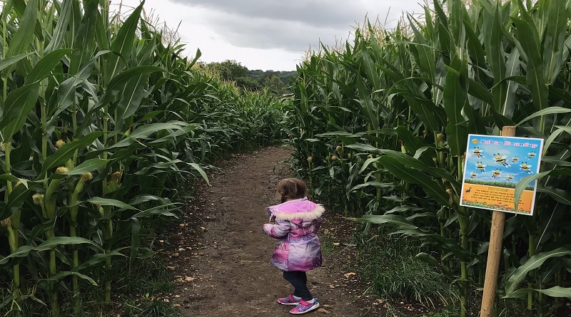 New summer holiday family fun in Maidstone - Maze Moon... read about it here maidstone-magazine.co.uk/amazed-by-maid…