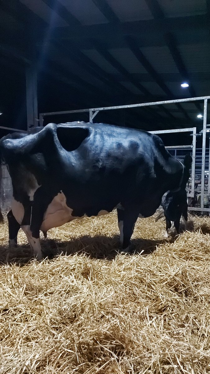 Aren't cows amazing animals, this cow has produced 99.5tons of milk in 8 years for us  and tonight has given birth to a heifer calf and is ready to go again #lovecows#teamdairy