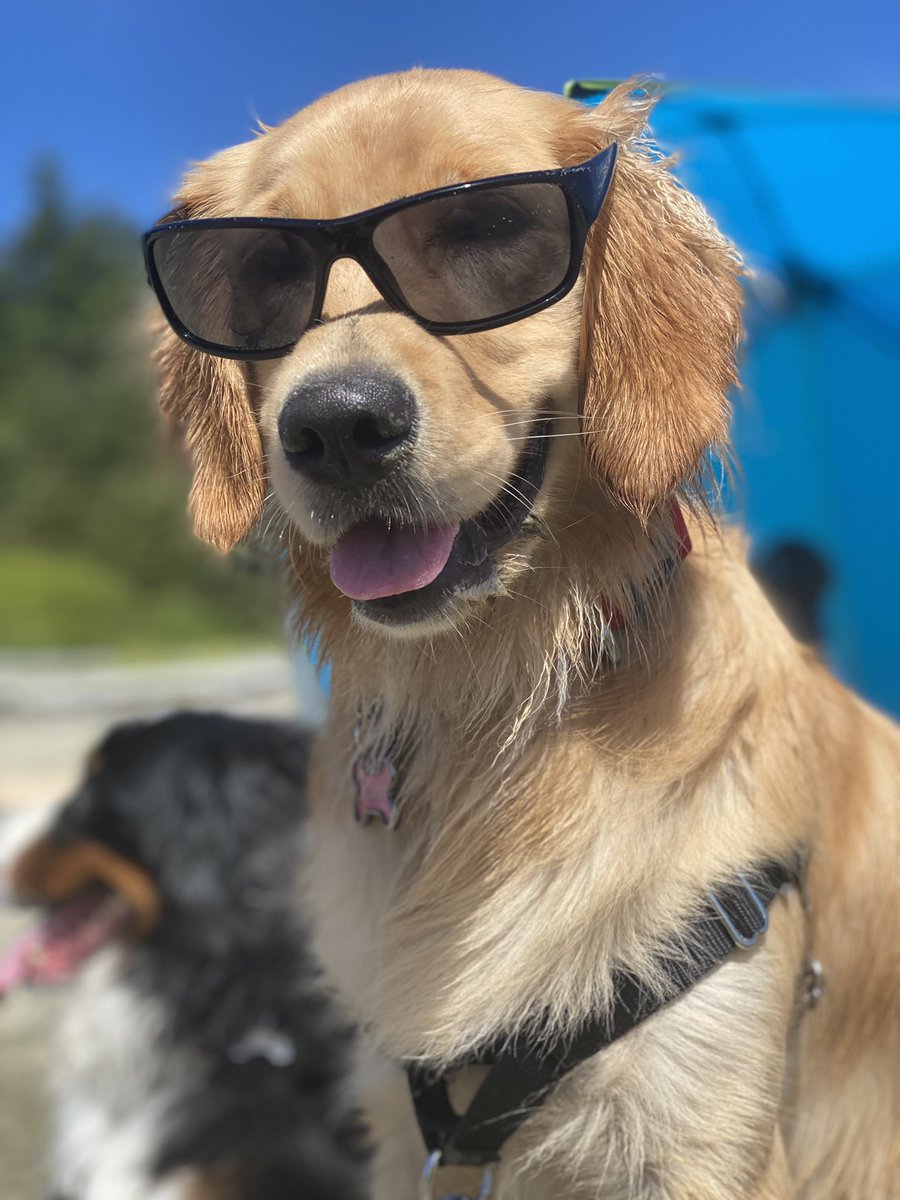 Bunsen, Beaker, Bernoulli & Brix tweet media