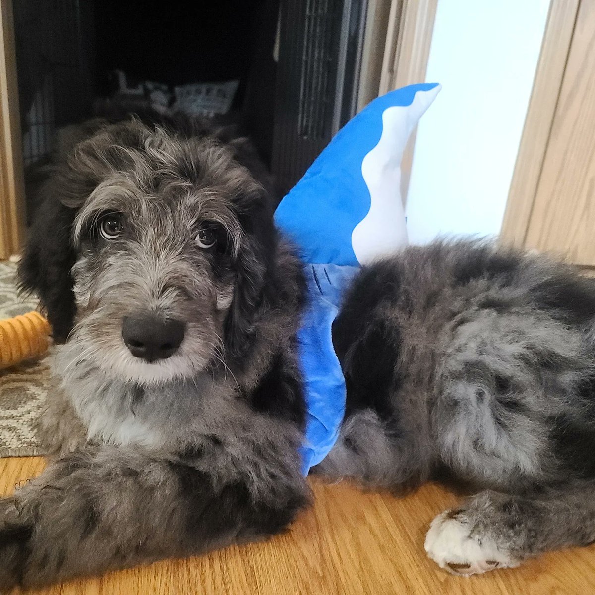 ElliegantlyMe's tweet photo. I think I adopted a landshark 🦈🐾 https://t.co/ZQPI7FRcY7