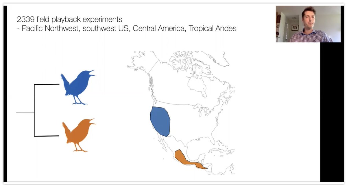 evornithology's tweet image. This sonofabitch @BenGFreeman1 did 2,339 (!) playback experiments to set up a song divergence dataset to look at how song evolution affects macroevolution. #2021AOS_SCO
