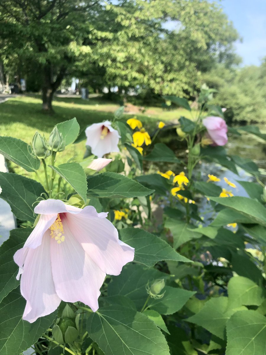 Emjay1028's tweet photo. This #summer day in #Boston though!!! ππ₯βοΈ #WeatherCrushWednesday #ViewFromMidDayRun #Esplanade #MJWeather #HeatWave #BringIt #ChooseHappy https://t.co/1N75uTxFZP