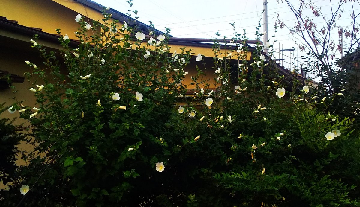 木槿花