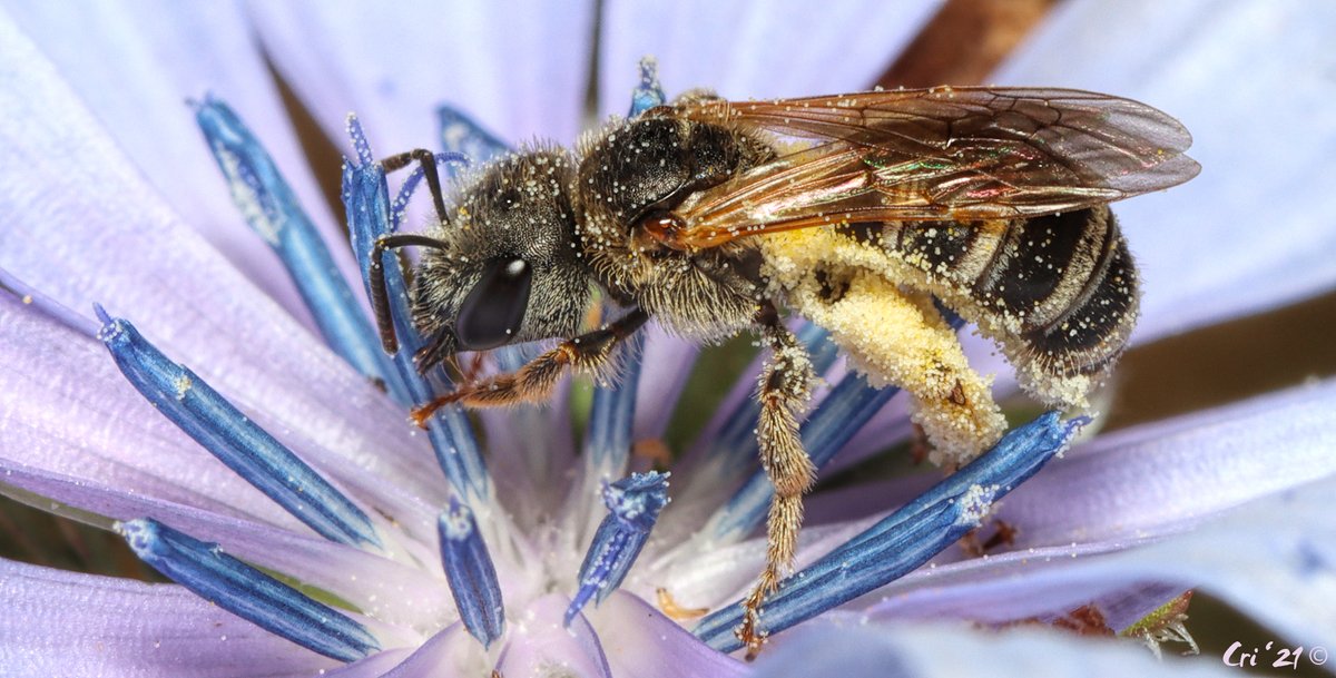 ALL THE POLLEN BALLS! 

#NativeBee #becurious #BeKind