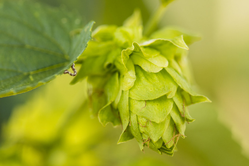 As Arkansans continue to grapple with the ongoing #COVID19 pandemic, experts with @AgInArk are working to help ensure at least one thing: There will be #beer. Join us on Aug. 19 for the 2021 #Arkansas #hops webinar! Learn more and register at bit.ly/3Ar2hKi. #agriculture