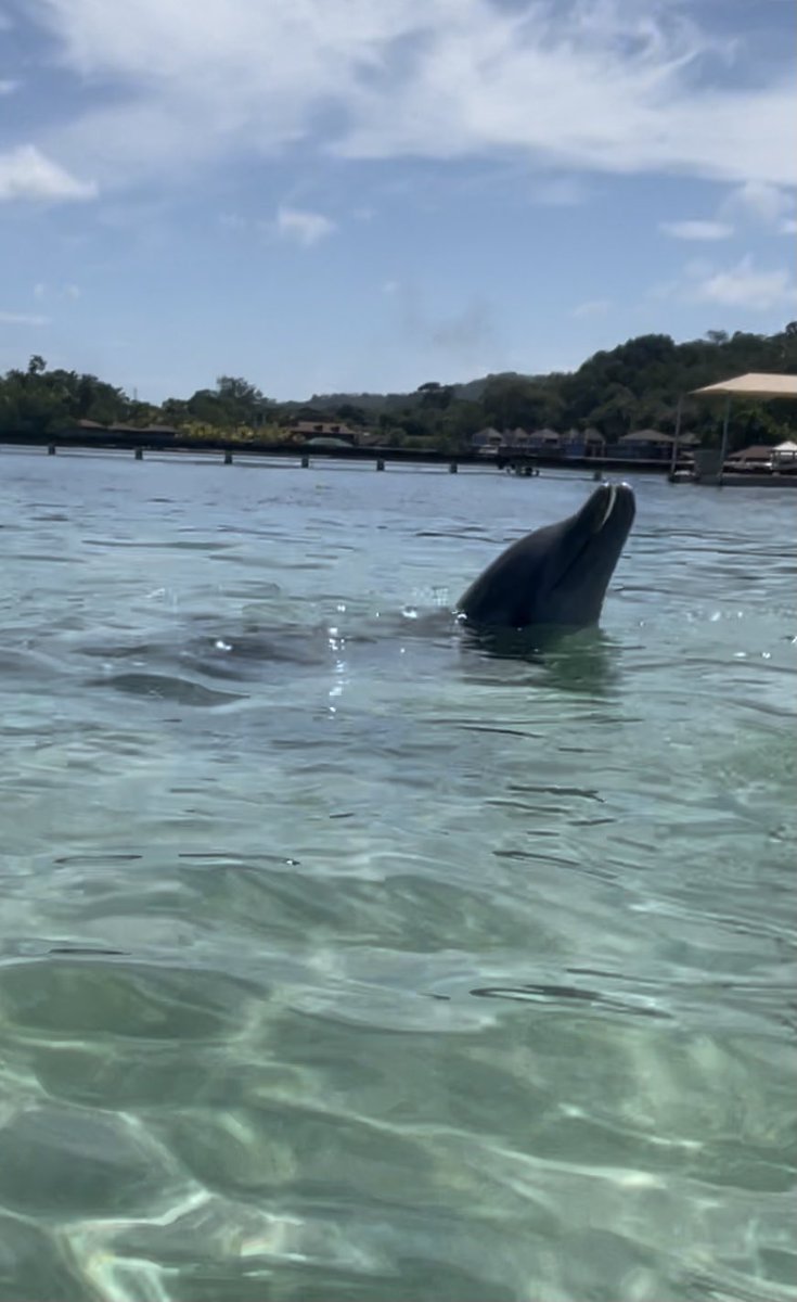 SusieQTravels's tweet photo. Honduras = Amazing!! 🐬💙
#OklahomaTravelAgent #Travel #Vacation #IBookAllDestinations #DisneyExpert #UniversalPreferredAgency #AllInclusive #CruiseExpert #LiveLifeToTheFullest #KingdomDestinations #AgencyDirector #CarnivalCruiseLine #TravelAgentsRock #MardiGras #Honduras 🇭🇳 https://t.co/YX2IoZFZ9U
