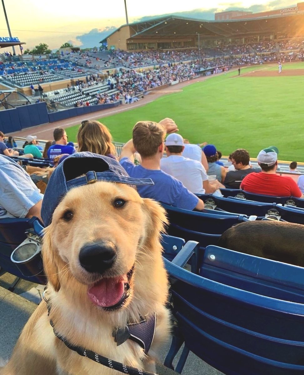 📅 Reminder: Bark in the Park is next Wednesday at @durhambulls (aka the cutest games you can attend) 📷 by @the.golden.archie 

#bestofthebull