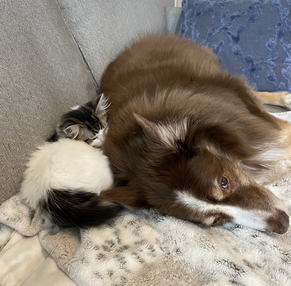 CDorten's tweet photo. @dog_rates @JustFoodForDogs https://t.co/Q40M0DmWdk