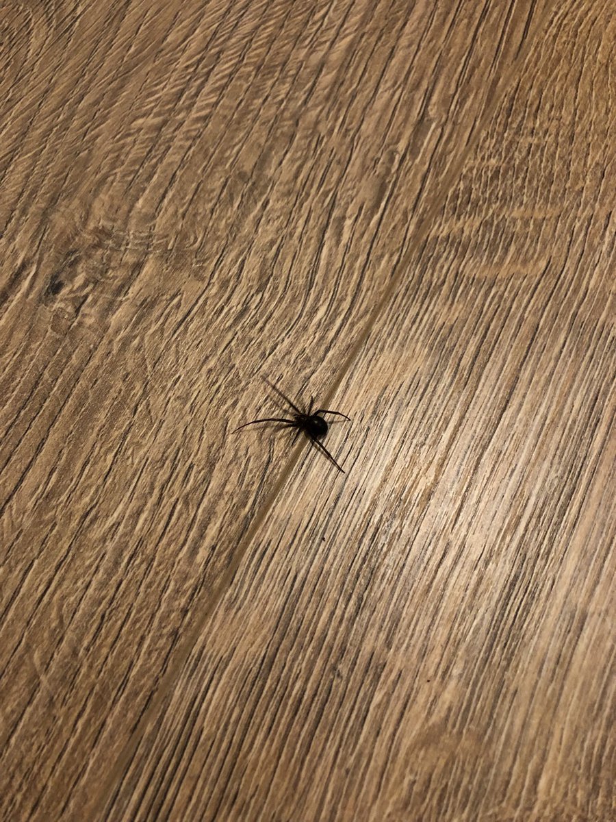patrigopla's tweet photo. @Arachno_Cosas  Hola!!! Me encontré por casa esta especie, es en Catalunya (España) era muy negra… Gracias! https://t.co/iV5Byjy4Ts