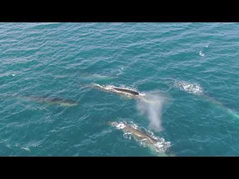 Some incredible drone footage of Fin Whales for your #whaleWednesday buff.ly/3kbaFIV #whaletales #finwhales #whalesareawesome