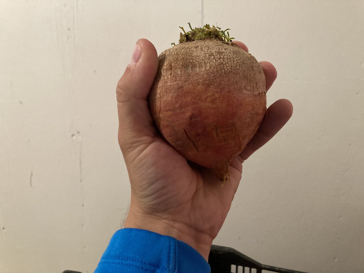 “Touchstone Gold” Golden Beets. The dig is on. They are large!