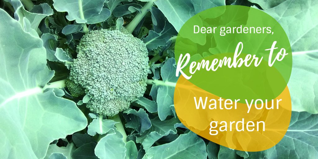 Inglewood Community Garden tweet media