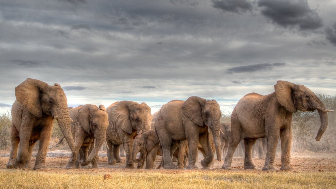 1940: 🐘🐘🐘🐘🐘🐘🐘🐘 3M 1980: 🐘🐘🐘🐘 1.5M 2021: 🐘 444K This #WorldElephantDay, let us all reflect on the importance of protecting & preserving #biodiversity. We must act #ForNature now.