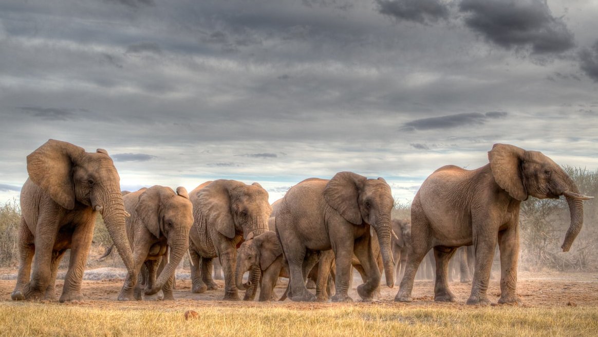 1940: 🐘🐘🐘🐘🐘🐘🐘🐘 3M
1980: 🐘🐘🐘🐘 1.5M
2021: 🐘 444K

This #WorldElephantDay, let us all reflect on the importance of protecting &amp; preserving #biodiversity. We must act #ForNature now.