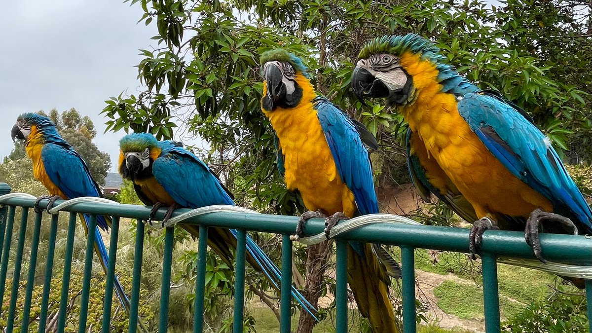 monicas_macaws's tweet photo. Just hanging out in the backyard doing parrot stuff.🌳

#ThursdayMorning #ThursdayVibes #ParrotLife #BeachBums #Chilling #HangingOut #LifesABeach #BackyardHooligans #TroubleMakers #PartnersInCrime #Foursome #BlueandGoldMacaws #Parrots #CarlsbadCa #LifeIsGood https://t.co/nPuRWxgeoY