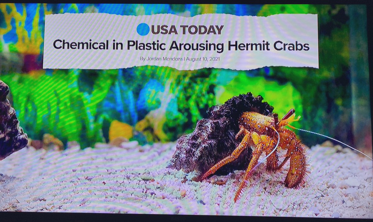 RyanBartholomee's tweet image. Honestly, this is the best outcome for a headline with the words “sex” and “crabs.” - Jimmy 🤣🤣🤣 #FallonMono #FallonTonight