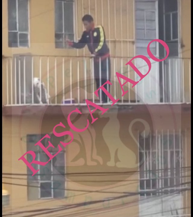 Requerimos apoyo para sustentar los gastos del traslado  y veterinaria  rx para descartar alguna fractura o fisura. 
Banca Mifel Cuenta 01600393320 Clabe 042180016003933208 a nombre de Peludos Desamparados A.C; a través del Oxxo 4098 5130 2280 5896  o via PayPal.Me/PeludosDesampa…