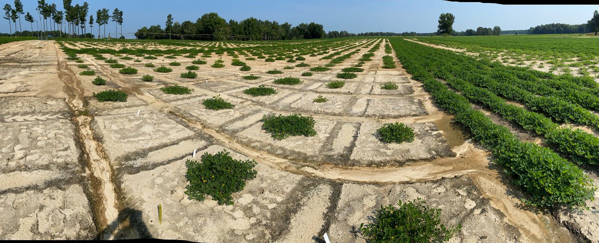 David Bertioli tweet media