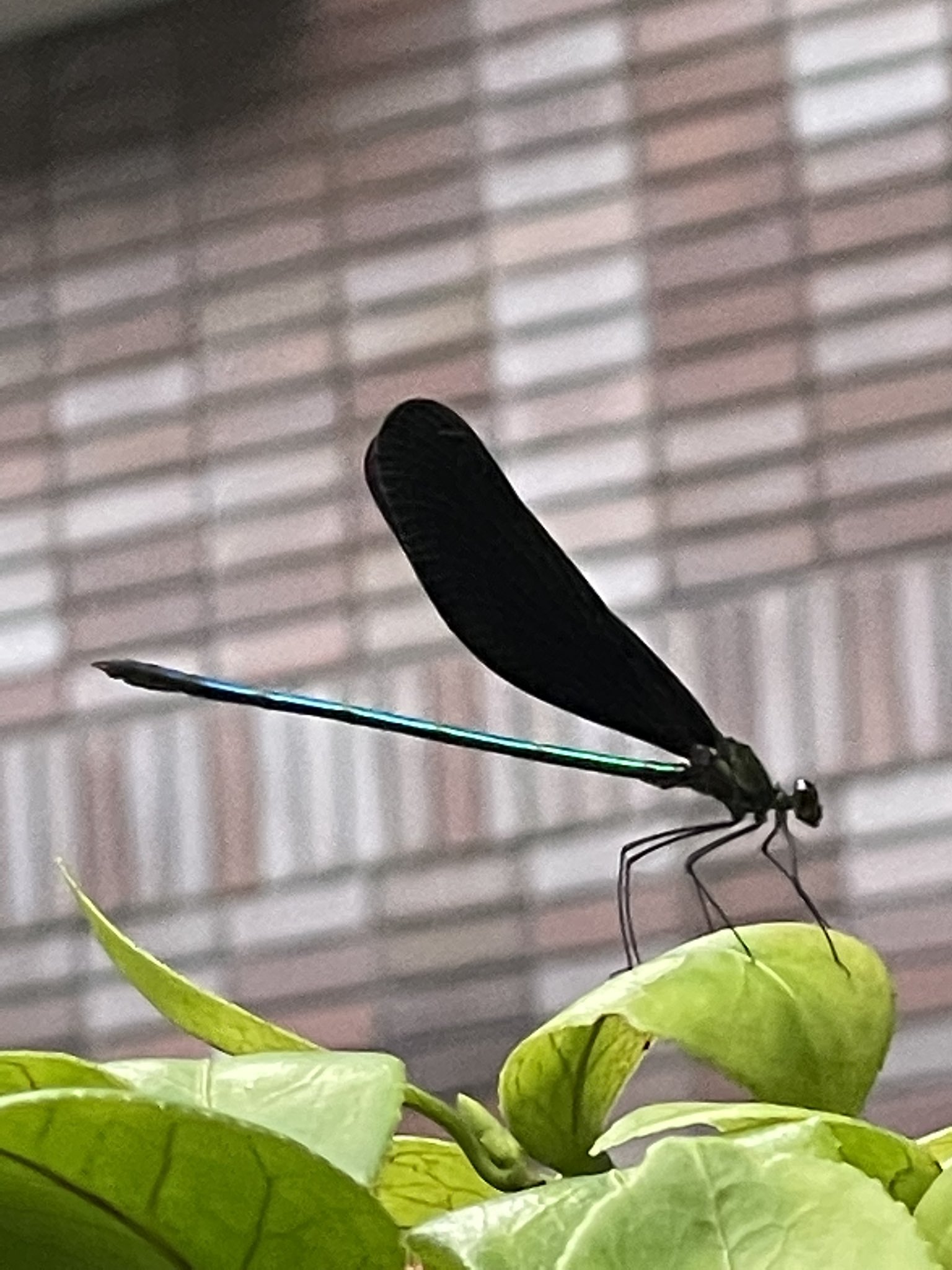 黒いトンボ Twitter Search Twitter