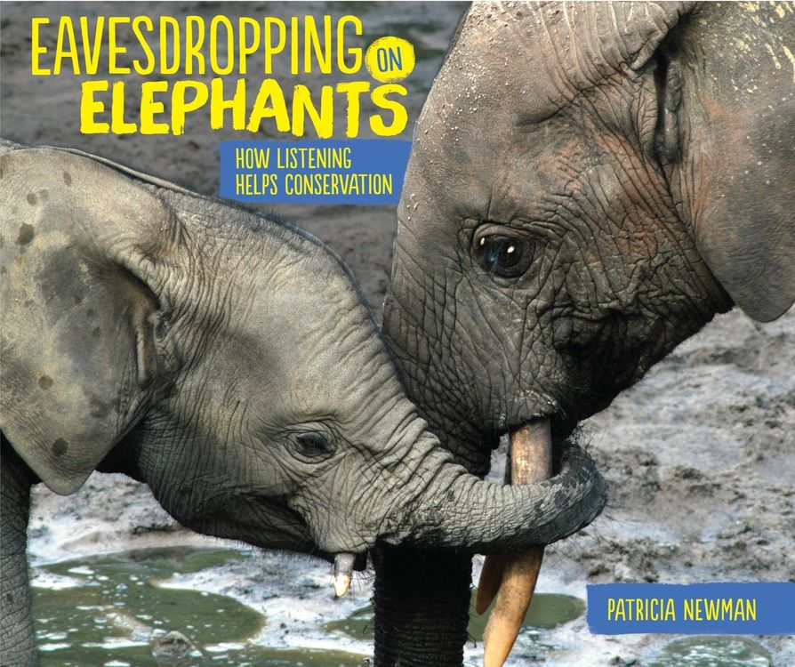PatriciaNewman's tweet image. Happy #WorldElephantDay2021 🐘Share EAVESDROPPING ON ELEPHANTS with the elephant lover in your life. 
❤️Buy here: amzn.to/3jLAmhs

@elephanaticsbc @ElephantRumbles @elephantfamily @ste_kenya @ElephantsTN @GlobalElephants @SheldrickTrust @elephantvoices @tusk_org