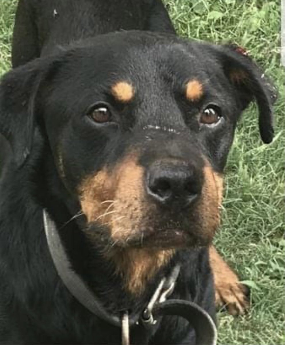 #TN #MEMPHIS
🆘🆘CODE RED Ryu 2yr 6mo HW+ found running stray. Such a handsome dog-has possible rescue interest-need #PLEDGES for his HW Treatment. Pls help &amp; let’s get him out of here🙏🏻 #MASA7267 #RESCUE #FOSTER
facebook.com/18216482414803…