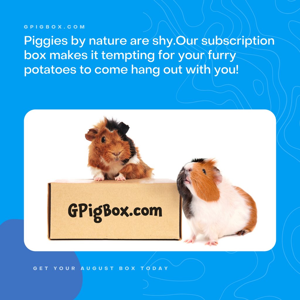 gpigbox's tweet photo. HAY there, August boxes are here! Don't wait, get yours today! 🎁

#guineapig #guineapigsofinstagram #guineapigs #guineapiglove #guineapiglife #guineapiglover #guineapiggies #piggies #guineapiglovers #guineapigbox #subscriptionbox #guineapigsubscriptionbox #gpigbox #oxbow https://t.co/oDRNJTRMT3