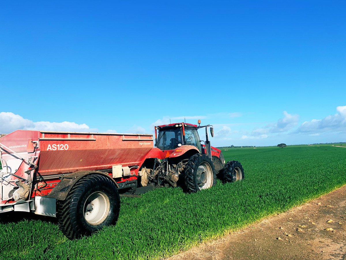moroney_luke's tweet photo. #vixen wheat on lupin stubble getting one last hit. #pearlsofprotein #caseih #agrispread #moist #lupinlove https://t.co/Ph8P5Mbx4A