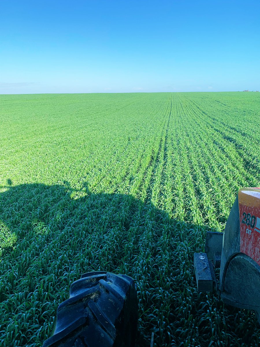 moroney_luke's tweet photo. #vixen wheat on lupin stubble getting one last hit. #pearlsofprotein #caseih #agrispread #moist #lupinlove https://t.co/Ph8P5Mbx4A