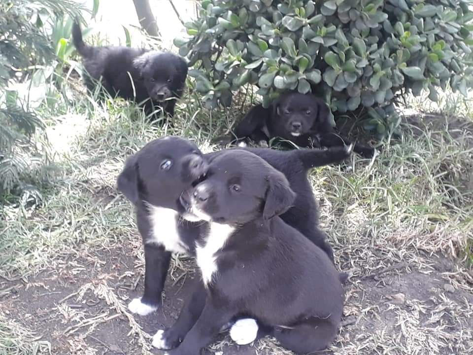 ¡ATENCIÓN!

Ya que tengo su atención quería decirles que estamos dando en adopción estos lindos perrites jeje. Si conocen a alguien por favor que me contacten via DM.

¡FAVOR RT! si no se los lleva la secretaria 😭😭😭😭😭🥺