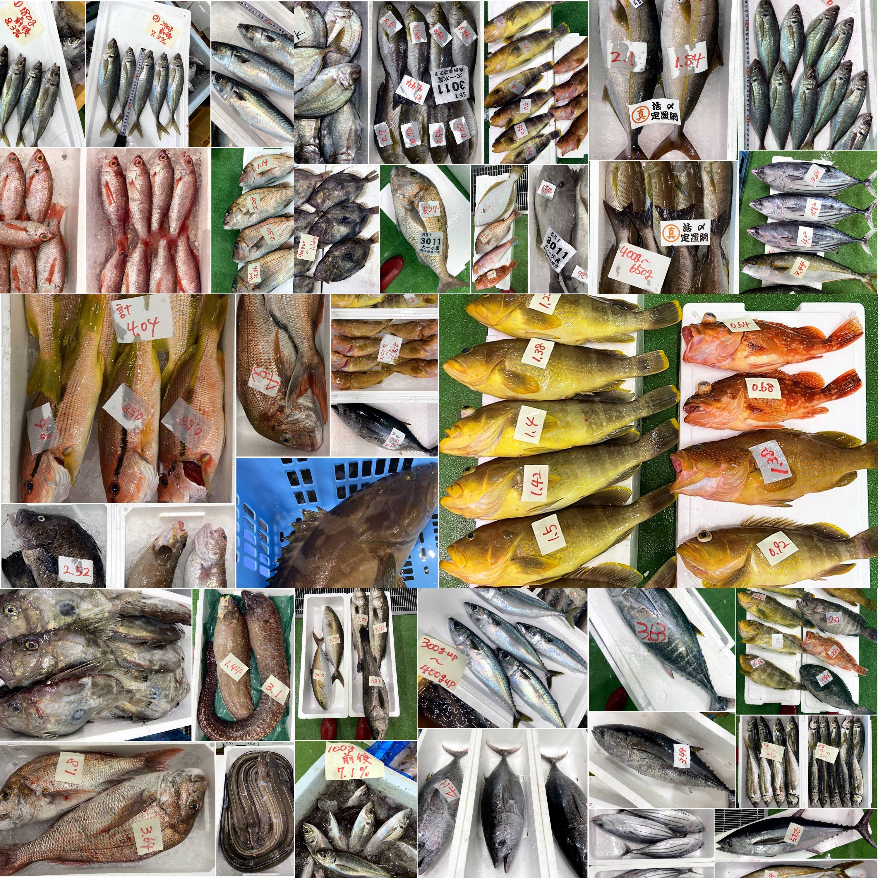 Tweets With Replies By 山陰浜田港 渡辺鮮魚店 Watanabesengyo Twitter