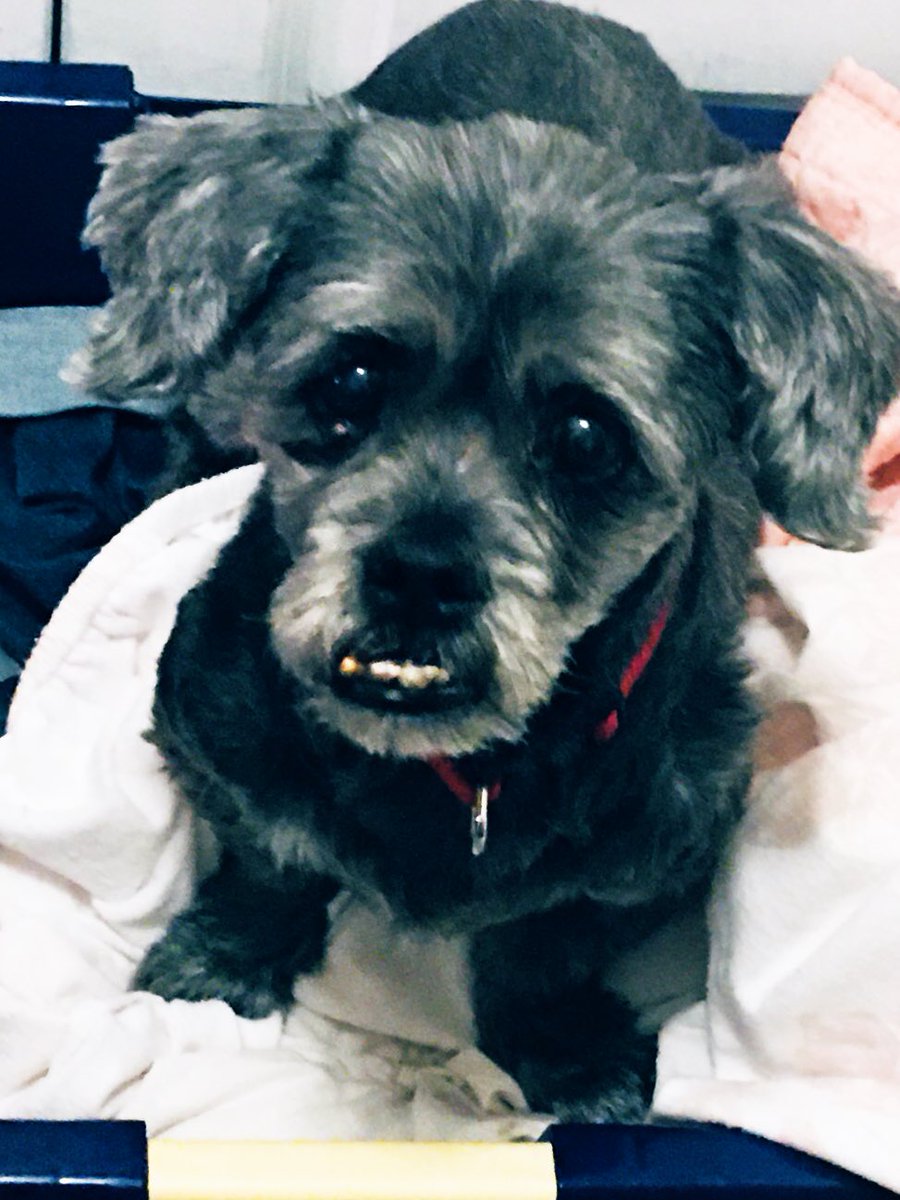 OnlyJutes's tweet photo. Go in search of my whining pup.....find him curled up in a basket in the hallway....๐๐โค๏ธ #Jakeytime #puplife https://t.co/sYpZyAFwZG