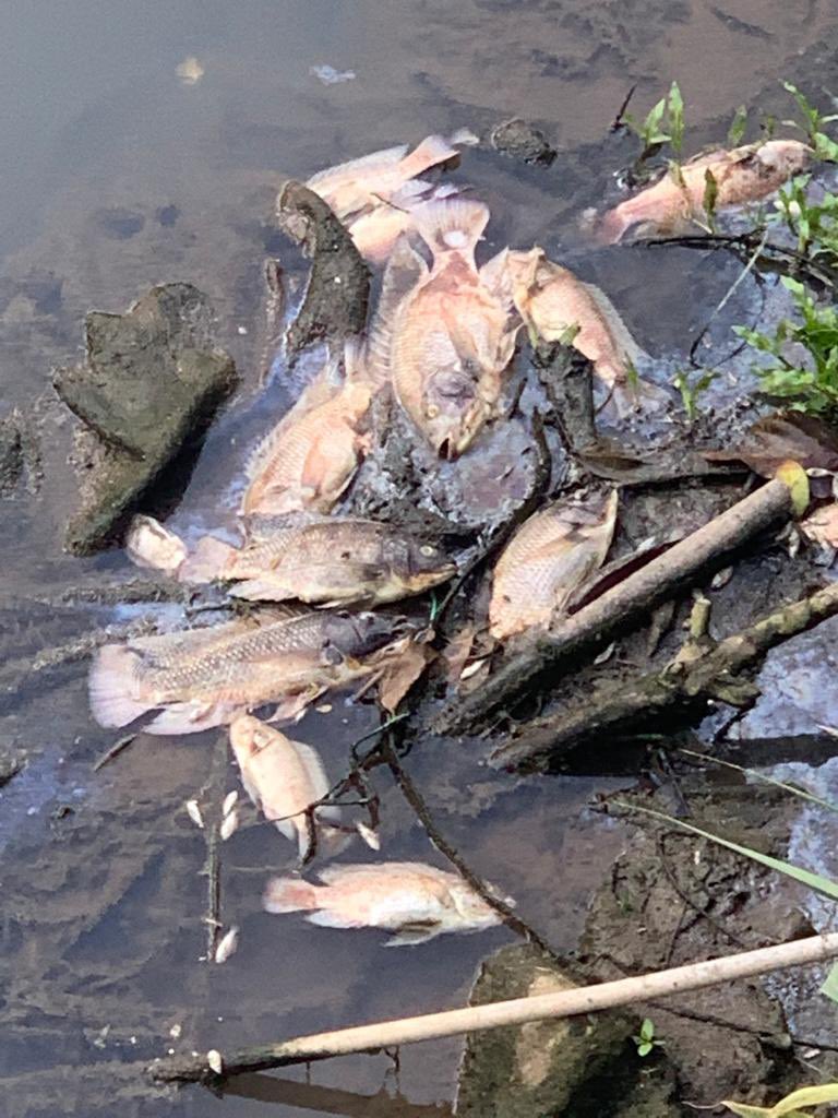 Pulotutui's tweet photo. Something is wrong with Sg Penchala. Dead fish and very bad smell! Current location at Section 14, Petaling Jaya! @jasmalaysia @KASA_Malaysia @pjcitycouncil @mariachin @Media_Selangor @AmirudinShari 1/2 https://t.co/aKiBGchSzU