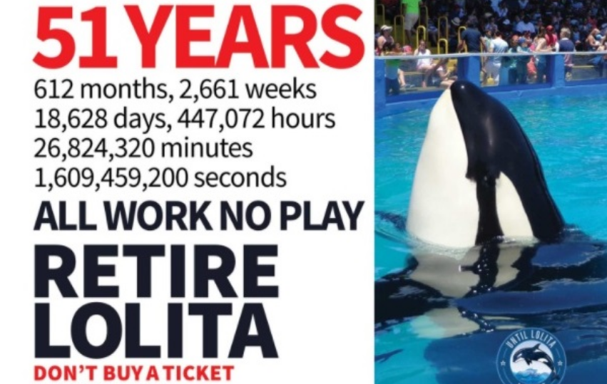 IsabelVictor8's tweet photo. @ljkehzzan Exactamente é primitivo e demasiado cruel. Nem eu aida vivi 50 anos, quanto mais gritar 24 horas por dia n @MiamiSeaquarium ,e a chorar todas as noites como a LOLITA e ouvida #FreeLolita #EmptyTheThanks🇺🇸🐳#Peta https://t.co/A1r85LlVlK