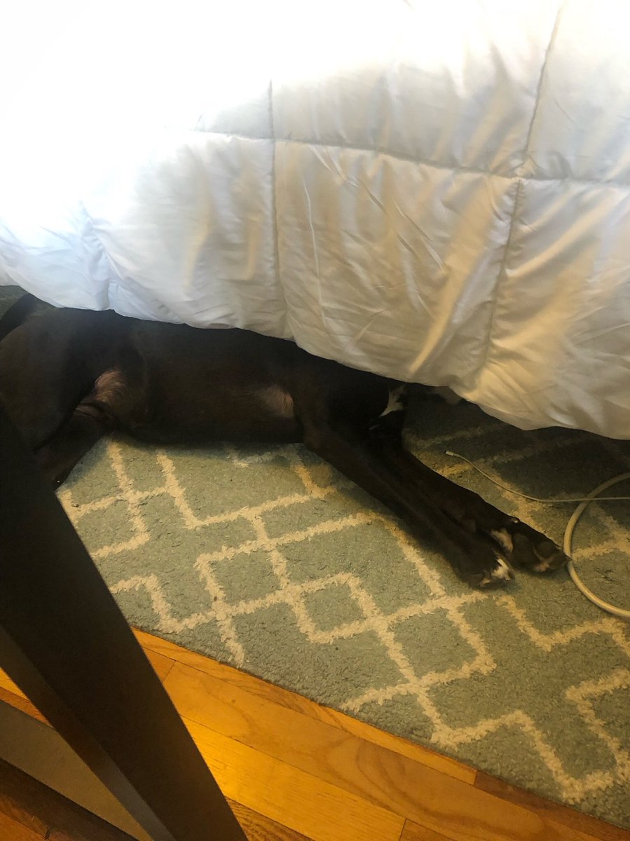 _Schertz_'s tweet photo. I haven’t tweeted? Twote? Twat? Twittered? Whatever… I haven’t twootled in a while so here’s a few pictures of my dog. https://t.co/EUzb9RH20c