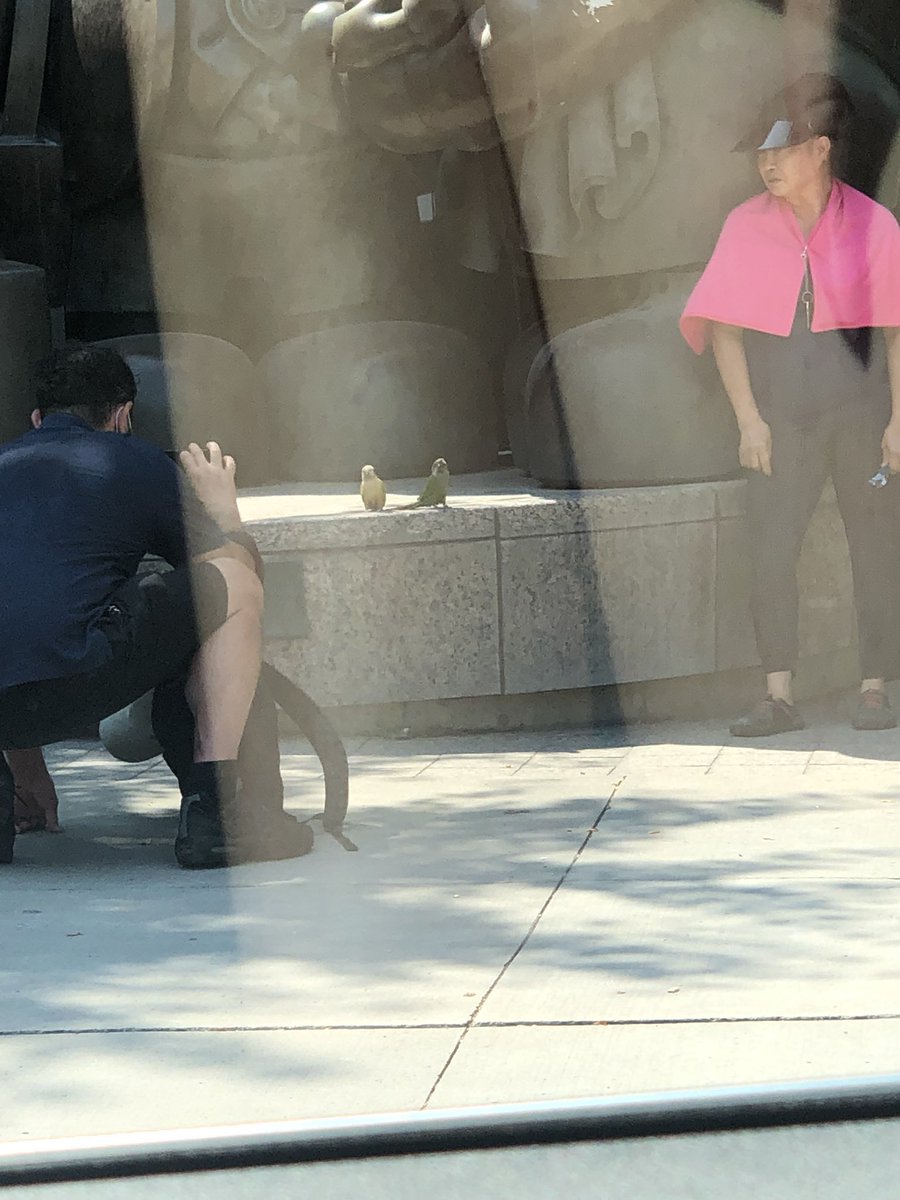 Spotted a budgie photo shoot today.  Lady on right was trying to get them to bob up and down. They refused.