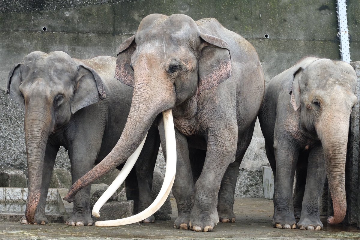 中野高志 8月12日は 世界ゾウの日 陸上動物最強はカバでもサイでもホッキョクグマでもない ゾウ ゾウこそが最強 しかも知能も高い すごい 写真はアジアゾウだけどアフリカゾウは更にデカくて強い 勝つ方法が見つからない 多摩動物公園 金沢 中野高志 8月12日は 世界ゾウの日 陸上動物最強はカバでもサイでもホッキョクグマでもない ゾウ ゾウこそが最強 しかも知能も高い すごい 写真はアジアゾウだけどアフリカゾウは更にデカくて強い 勝つ方法が見つからない 多摩動物公園 金沢