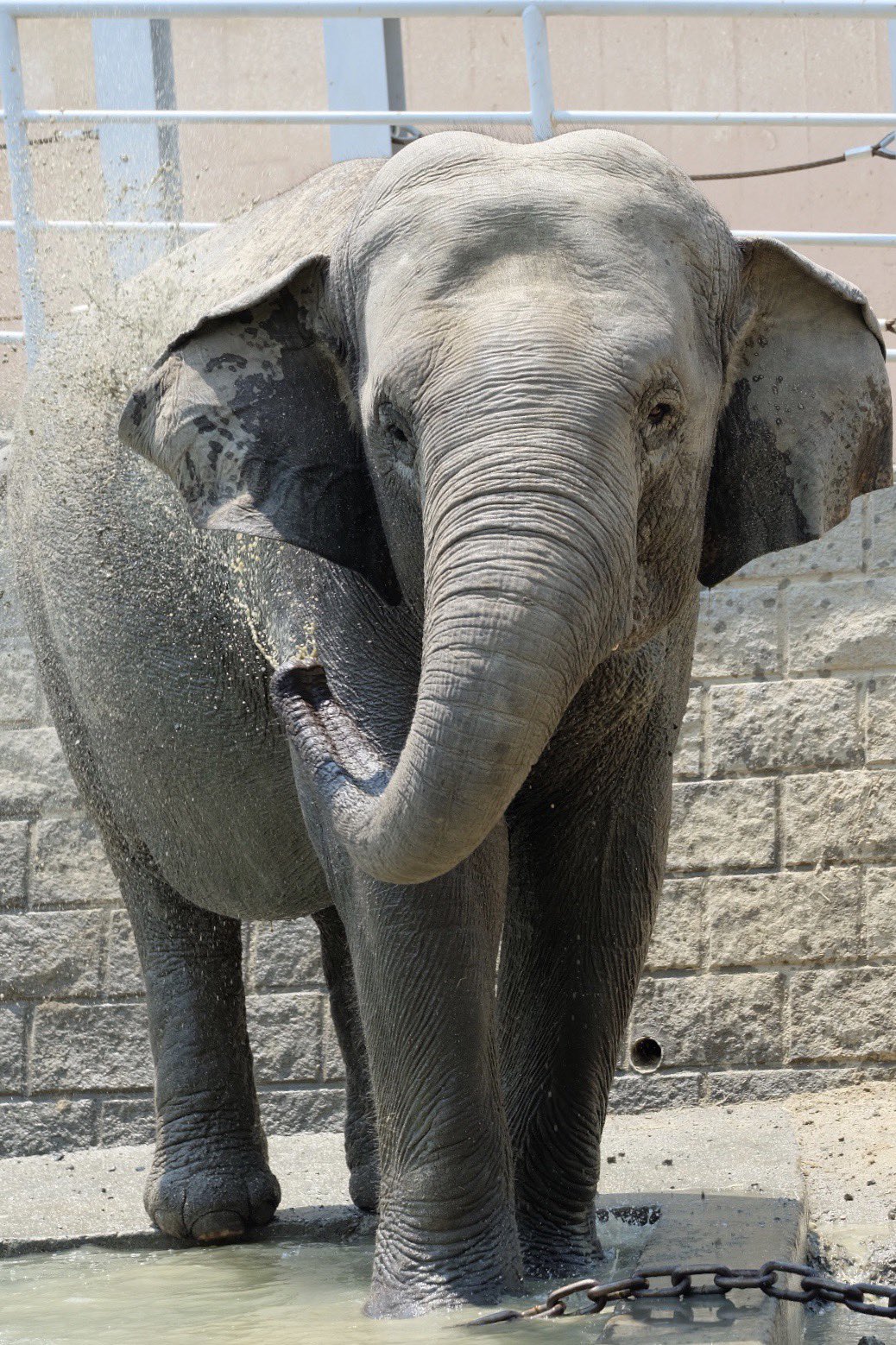 中野高志 8月12日は 世界ゾウの日 陸上動物最強はカバでもサイでもホッキョクグマでもない ゾウ ゾウこそが最強 しかも知能も高い すごい 写真はアジアゾウだけどアフリカゾウは更にデカくて強い 勝つ方法が見つからない 多摩動物公園 金沢