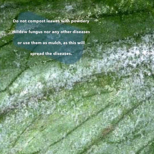 cfog_ardens's tweet photo. Disease pathogens are naturally always present in the air and soil. These pathogens become problematic only when all elements of the pest triangle are present. 

📸 by Jack Kelly Clark, @ucanr https://t.co/v8f8atAUcw