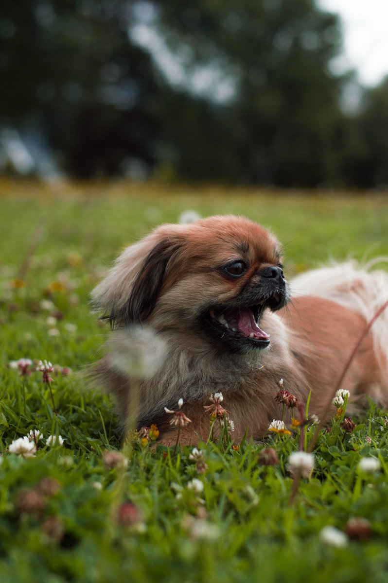 What was that, hey did I miss something? Mom, I missed somefink What was it??? 🐶😕🐶😕🐶 #cutedogsofinstagram #organicpetcare #confusedpuppy #dogsofinstagram #cutedogs Photo Credit: Camilo Fierro