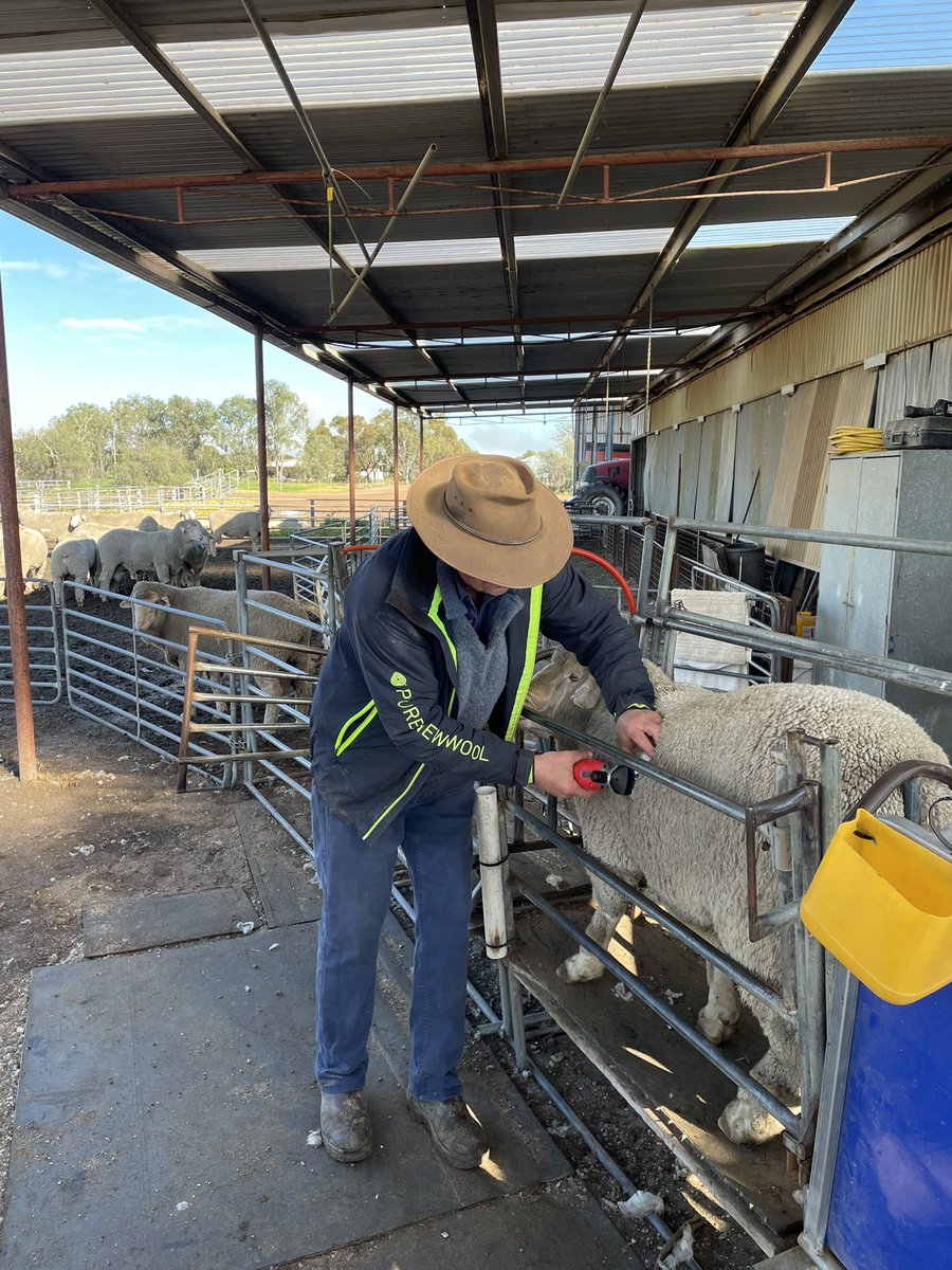 Busy taking mid side samples on the Ejanding sale team. We are stoked with the 174 DP+ average over the whole group. Come and have a look at <a href="/DowerinFieldDay/">Dowerin Machinery Field Days</a> and our sale September 14th
