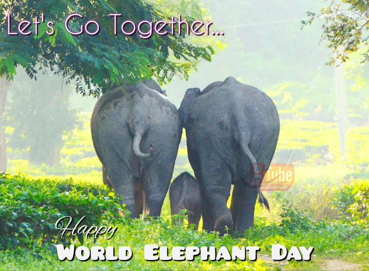 BhargabReporter's tweet photo. Happy 🐘 "World Elephant Day..." 🐘 https://t.co/XZoeAr2g6L